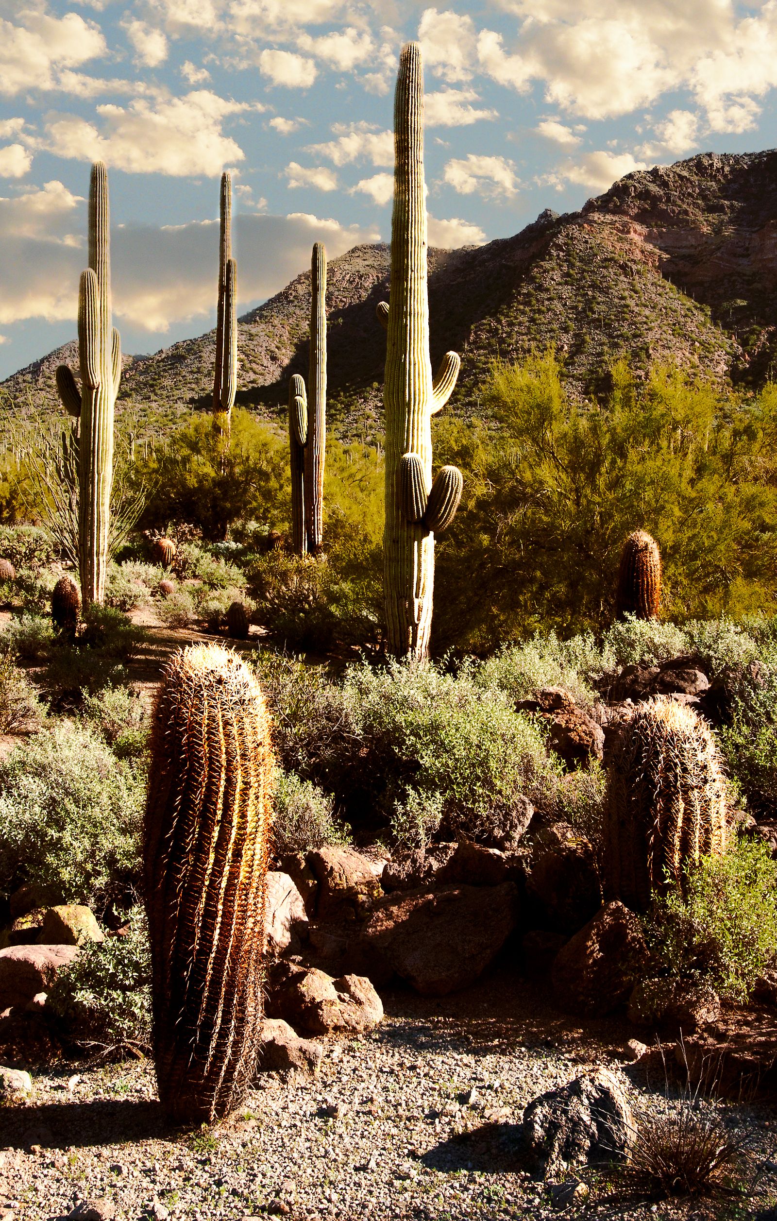 Real saguaros and rugged peaks in Arizona’s Superstition Mountains