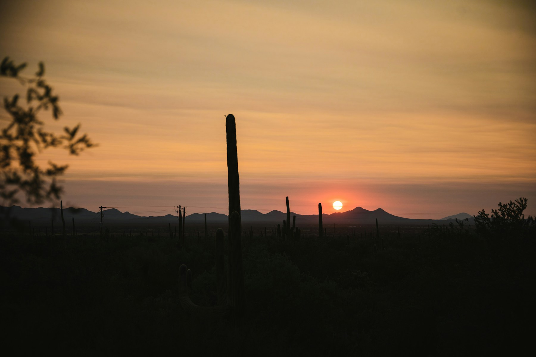 Saguaro silhouettes beneath an Arizona sunset in Saguaro National Park